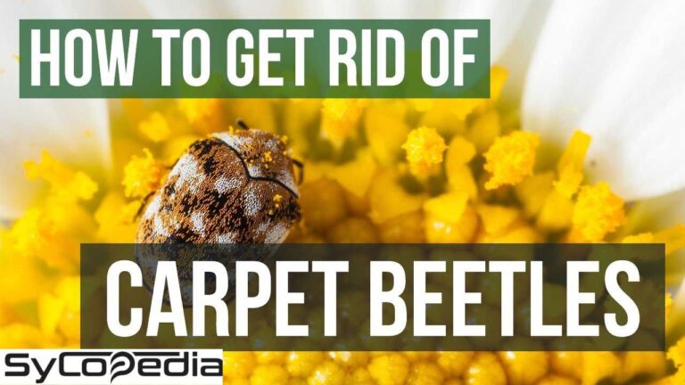 How to Get Rid of Carpet Beetles