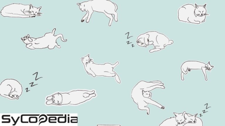 Cat Sleeping Positions