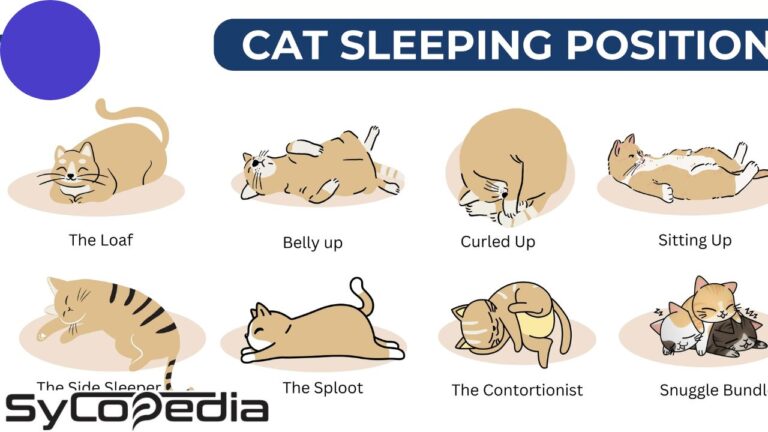 Cats Sleeping Positionss