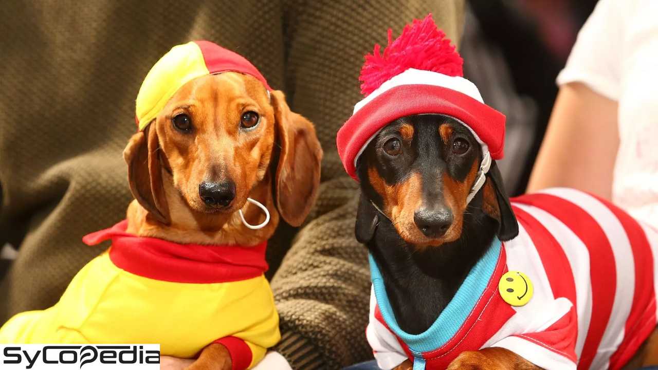 Dachshund Clothe