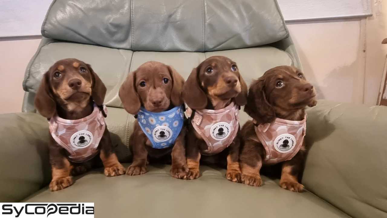 dachshunds